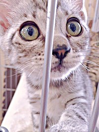 お迎え当時、とても人懐こかったうめちゃん（画像提供：燦巻しおんさん）