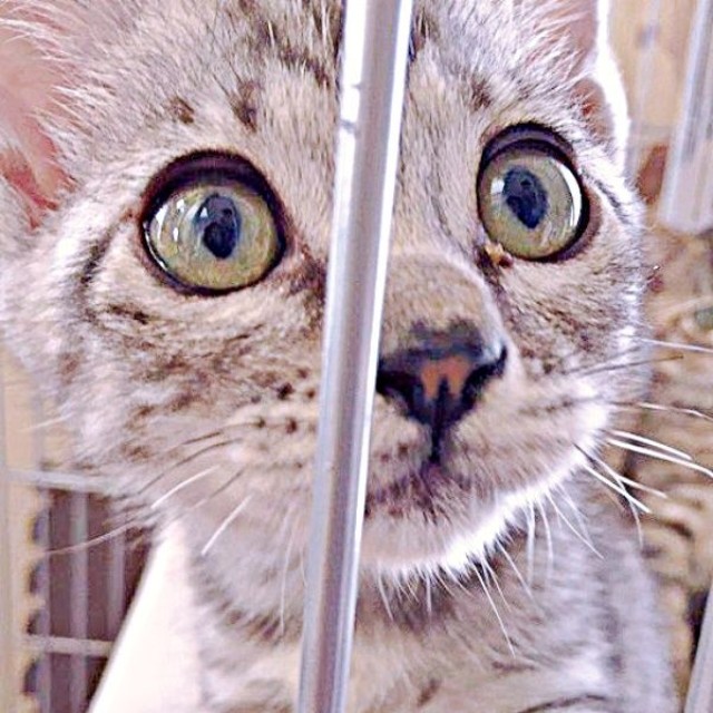 お迎え当時、とても人懐こかったうめちゃん（画像提供：燦巻しおんさん）