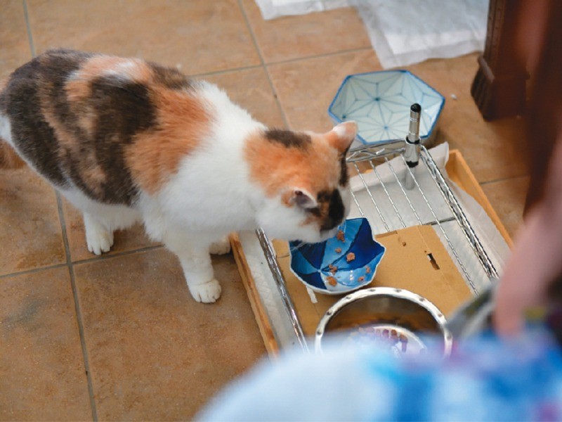 カリカリとウェットも完食。腎臓に配慮して、飲み水もオフィス用品のマグカップ保温器で保温