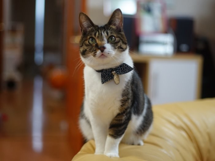 お兄さんらしく、きりりと成長