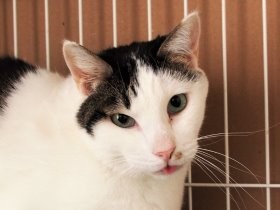 虐待・遺棄された猫が心を開いた　「やさしい記憶」を皆で上書き