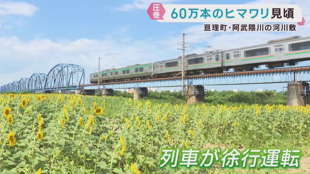 阿武隈川の河川敷で６０万本のヒマワリが見頃　ＪＲ常磐線は徐行運転も　宮城・亘理町