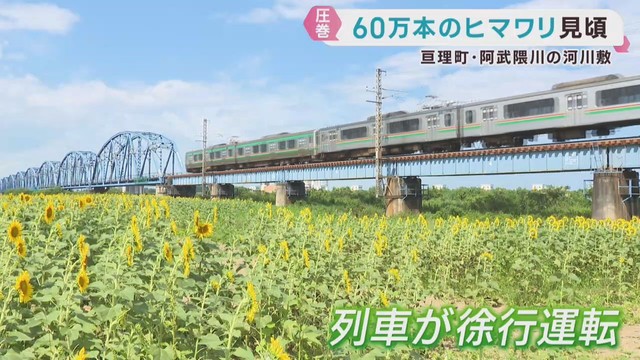 阿武隈川の河川敷で６０万本のヒマワリが見頃　ＪＲ常磐線は徐行運転も　宮城・亘理町