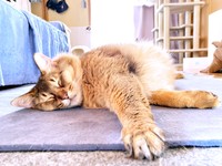 すやすや眠る瑠偉ちゃん（画像提供：うにねこさん）