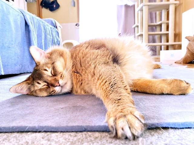 すやすや眠る瑠偉ちゃん（画像提供：うにねこさん）