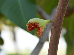 いちじくに溺れ、甘いものでも満たされない体に。私は肉の鎧をまとう