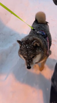 ラッセル車状態で雪散歩を楽しむ花ちゃん（動画からキャプチャー／提供：あずはな|おとーぽんの方 さん @shibainu_hanazu）