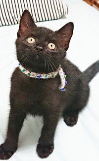 お迎えまもない頃のごまちゃん（画像提供：ぺぺ太さん）