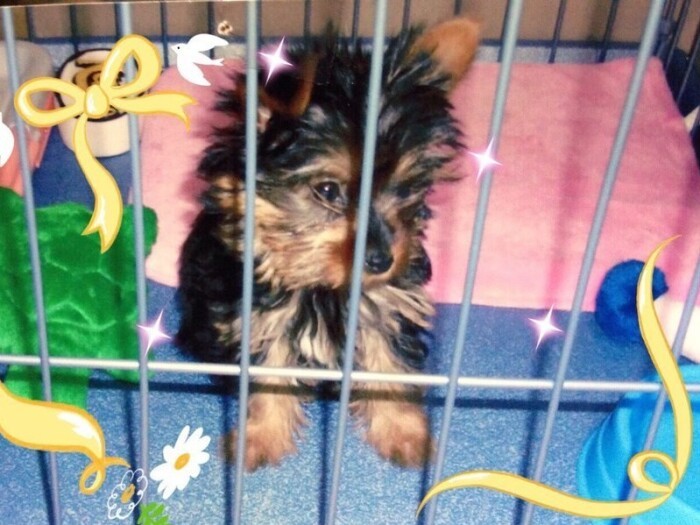 家に来たころの「モカ」