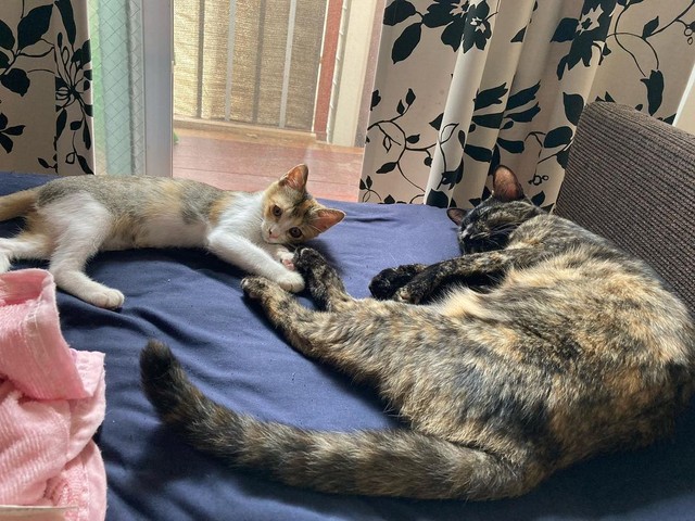 ちょっと触れ合える距離がいい（奥は後に迎えたちゃろくん）＝nyan.sssさん提供