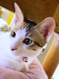 保護施設で初めて会ったときのるりちゃん（画像提供：ねこ好きさゆりんさん）