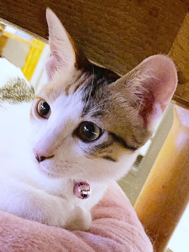 保護施設で初めて会ったときのるりちゃん（画像提供：ねこ好きさゆりんさん）
