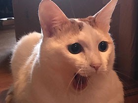 ベッドの上がお気に入り　ちょっと困り顔のミックス猫「ラテ」