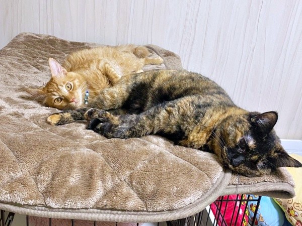 生後5カ月ころの虎太郎くん。先住猫・小梅ちゃんと一緒にゴロン！（画像提供：梅虎さん）