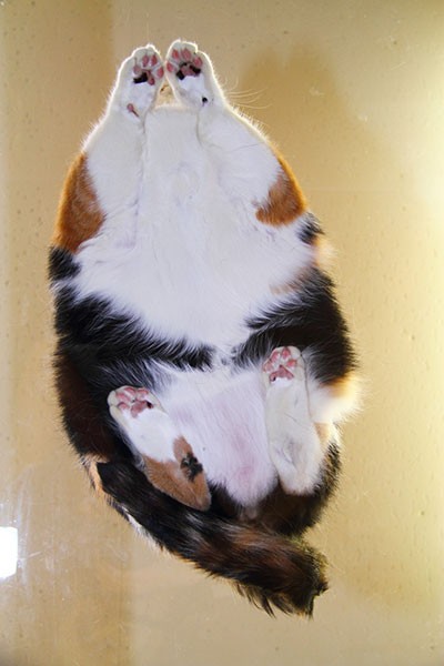 もはや何の生き物なんだか