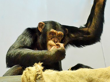 飼育員がいない時もＡＩで体調把握　円山動物園が北大と研究