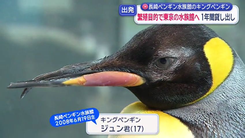 長崎ペンギン水族館のキングペンギンがブリーディングローンで東京へ(2