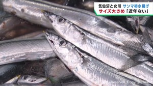 「走りでこの大きさは近年ない」　気仙沼・女川でサンマ初水揚げ　魚体大きく関係者から喜びの声