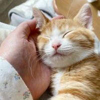 飼い主さんの手のひらに顔を乗せて眠るチャイちゃん（画像提供：ぐーチャイママさん）