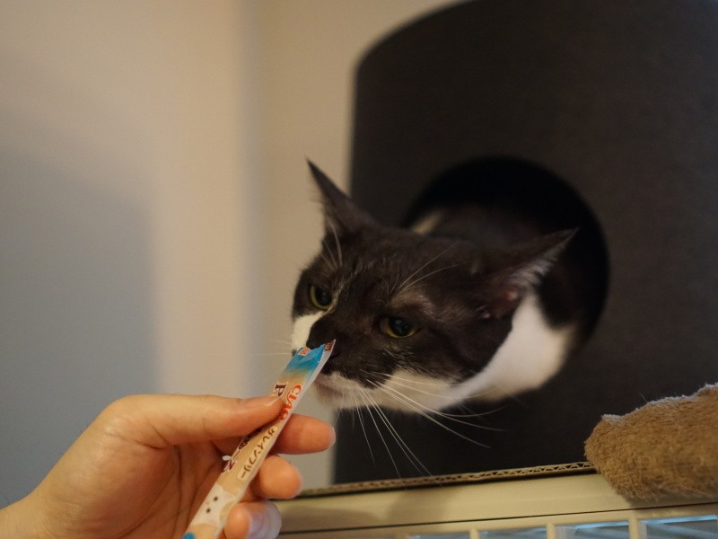 ちゅーる、くんくん。「おっ、食べていい？」