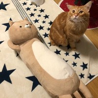 ちょこんとお座りする姿も愛くるしい