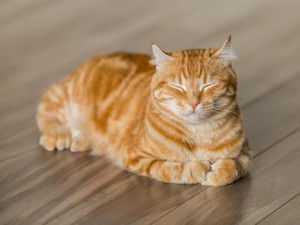 ついモノに当たる物騒な私が「たばこ屋の猫」に例えられた
