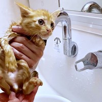 保護直後、体をきれいに洗ってもらうむぎちゃん（画像提供：むぎと人間さん）