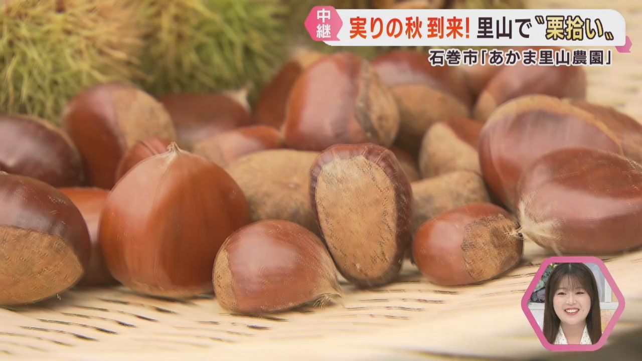 里山で秋の味覚「栗」拾い　収穫体験９月下旬まで　宮城・石巻市「あかま里山農園」