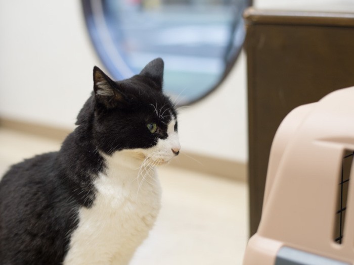 「いつもはこのお籠に乗るのはいやだけど、いまは早く入りたい気分」（小林写函撮影）