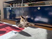 お迎えから1カ月、日向ぼっこするルナちゃん（画像提供：yuさん）