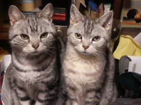 猫６匹のわが家、なぜこんな数に？　きっかけは私の親の死だった