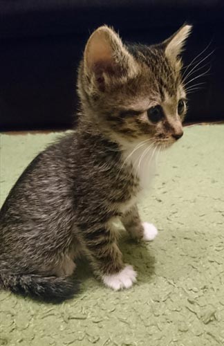 ちなみに子猫は全員女子だったという。保護当時のパン。（＠kijitora22さん提供）