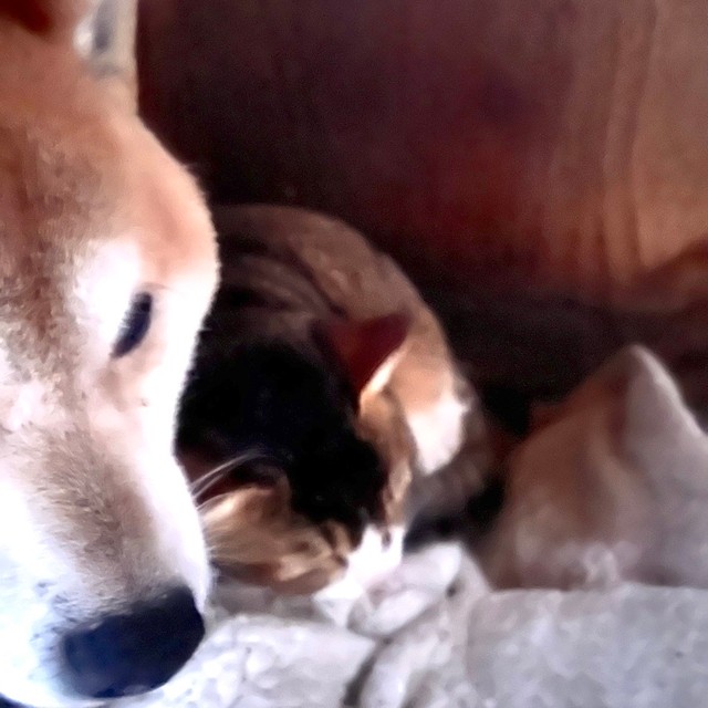 ひまわりちゃんの父犬、11歳になる三郎くんは猫ちゃんと仲良し（画像提供：柴桜 三朗太さん）