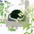 長尾玲子さんの刺繡絵本「ざっそうの名前」　午前中の光の中で色を決めて、布を握りしめて