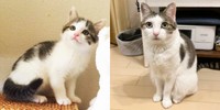 子猫時代と現在、すくすくと成長したリボンちゃん（画像提供：ココ･リボンさん）
