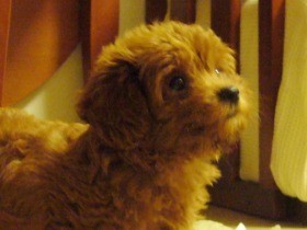 愛犬ぷりぷりとの出会い（3）　毎日の注射、入院…