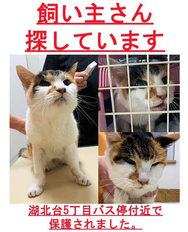 三毛猫様❗️ 三毛母ちゃんズの子猫たち。 | うちの魔王さま。