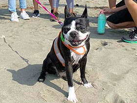 お掃除犬「いくら」と子供たち　台風19号の爪痕残る海岸を清掃