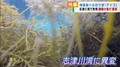 宮城・志津川湾で磯焼けが進む