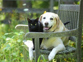 犬猫の殺処分、東京都ゼロに　昨年度、譲渡できる状態の犬猫