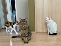 会えたらラッキー！？レアな猫スタッフ、みつ豆ちゃん（左）、シャアくん（中央）、白湯くん（右）（画像提供：猫整体　キュベレイさん）