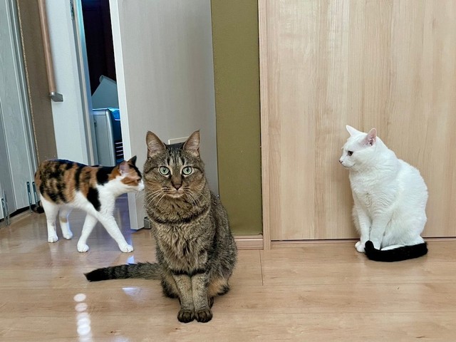 会えたらラッキー！？レアな猫スタッフ、みつ豆ちゃん（左）、シャアくん（中央）、白湯くん（右）（画像提供：猫整体　キュベレイさん）