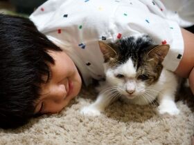 多頭崩壊から救出されたボロボロの猫　一緒に過ごすうちに不登校の少年の心は変わった