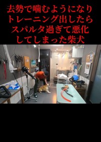 去勢後、噛むようになりトレーニングに出したら悪化してしまったという柴犬（「Dog サロン　palm」さん提供、Instagramよりキャプチャ撮影）