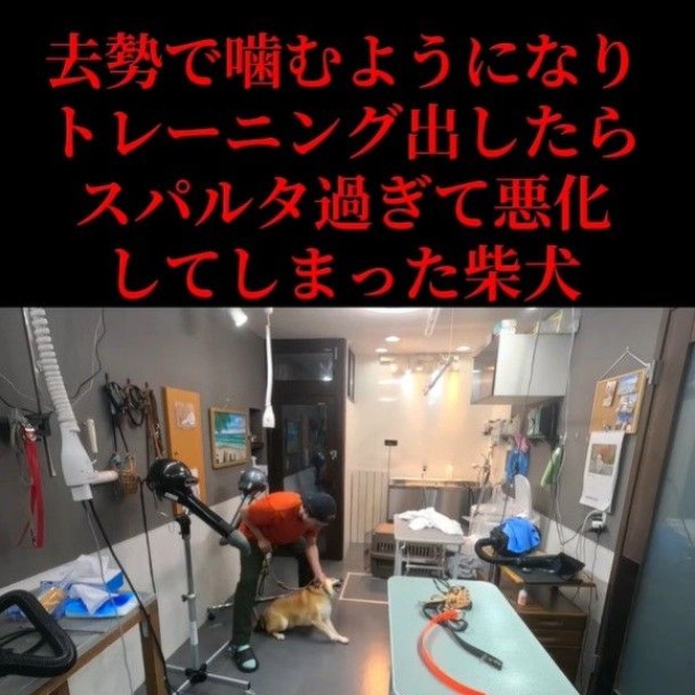 去勢後、噛むようになりトレーニングに出したら悪化してしまったという柴犬（「Dog サロン　palm」さん提供、Instagramよりキャプチャ撮影）