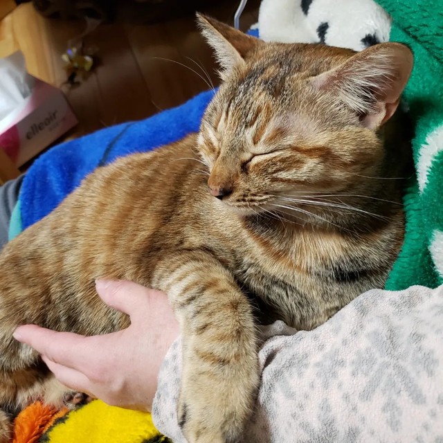 抱っこ〜、いくつになっても甘えん坊