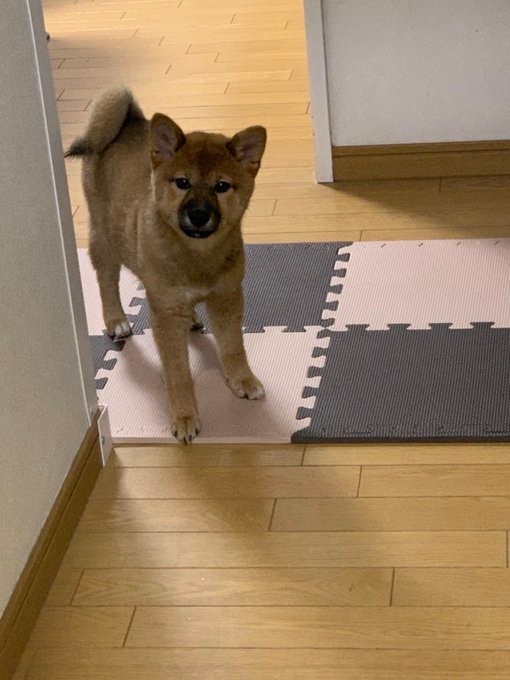 子犬時代の「お嬢」ちゃん。ぬいぐるみのような可愛さです！（胡麻毛の柴犬｢お嬢」さんTwitterより）