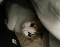 きゅるきゅるなお目めで見つめられても許さな……許す（画像提供：セルゥゥゥゥァァァァァさん）