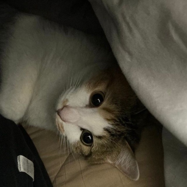 きゅるきゅるなお目めで見つめられても許さな……許す（画像提供：セルゥゥゥゥァァァァァさん）