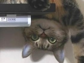 エサやりと誤解され、「保健所へ」と言われて…　子猫を保護した